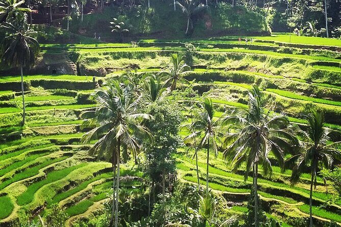 Private ubud tour : Temple Bathing + Mount Batur + Rice Terrace. - Manuaba Waterfall: Your Reset Button in the Jungle