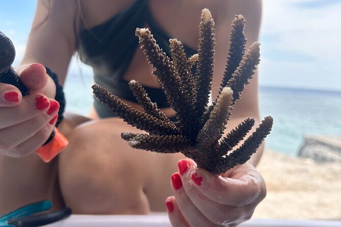 Reef Rehabilitation Course and Snorkeling - Key Highlights at a Glance