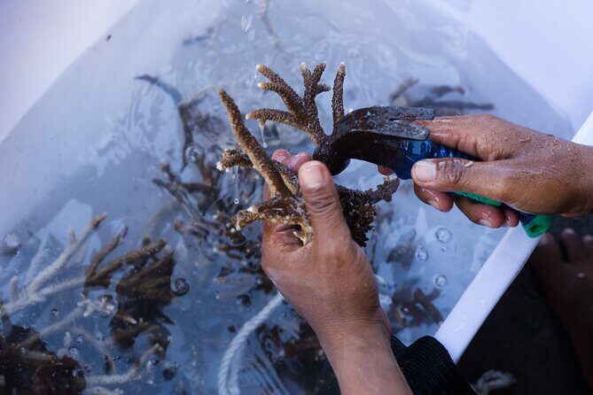 Reef Rehabilitation Course and Snorkeling - Snorkeling the Reef Nursery: Seeing Where Corals Start
