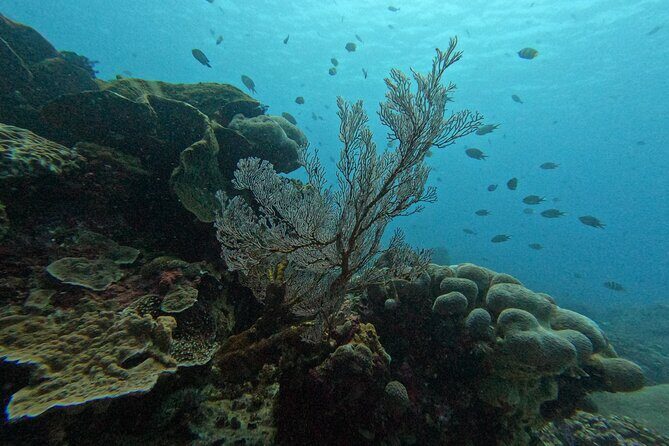 Reef Rehabilitation Course and Snorkeling - Harvesting Coral Fragments and Preparing Your Rope Work