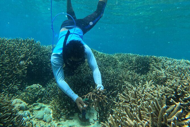 Reef Rehabilitation Course and Snorkeling - Planting 70 Corals (About 4 m²) and What That Looks Like