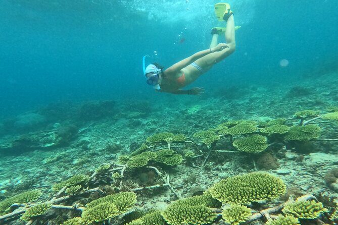 Reef Rehabilitation Course and Snorkeling - Coral Cafe Lunch and the Meaning Behind the School Gift