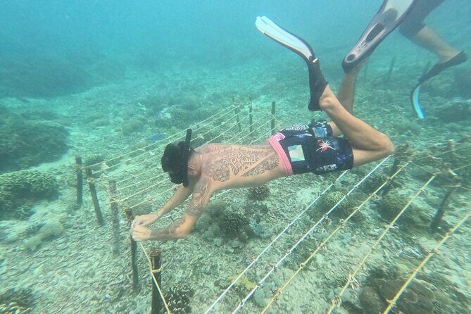 Reef Rehabilitation Course and Snorkeling - Coral Science Before Snorkeling: Why the Presentation Matters