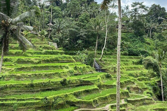 Sacred Spring Experience - Ubud Tour - Pickup and the comfort factor in Ubud traffic