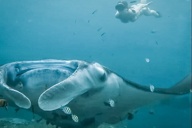 Snorkeling 3 Spots with GoPro & West Coast Tour Nusa Penida - From Wonderland Manta Penida to Your First Swim
