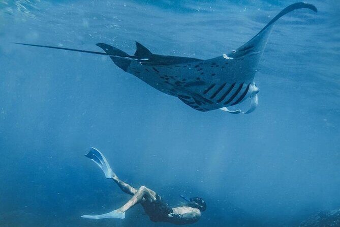 Snorkeling adventure to the manta ray habitat in Nusa Penida - Getting to Nusa Penida: Banjar Nyuh Harbor and a 3-Hour Plan