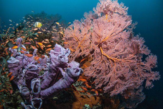 Snorkeling in Menjangan Marine Park - Discover abundant marine life of Pemuteran - Menjangan Marine Park: shallow coral that stays easy