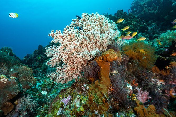 Snorkeling in Menjangan Marine Park - Discover abundant marine life of Pemuteran - Stop 1 and the morning focus: getting ready at Pantai Pemuteran