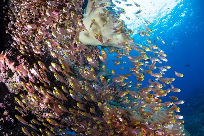 Snorkeling in Menjangan Marine Park - Discover abundant marine life of Pemuteran - Menjangan Island snorkeling: what you’ll actually see