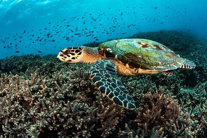 Snorkeling in Menjangan Marine Park - Discover abundant marine life of Pemuteran - The second island phase: a limestone temple and a deer-island mood