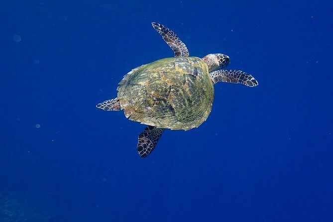 Snorkeling in Menjangan Marine Park - Discover abundant marine life of Pemuteran - Photos and underwater cameras: how to bring the day home