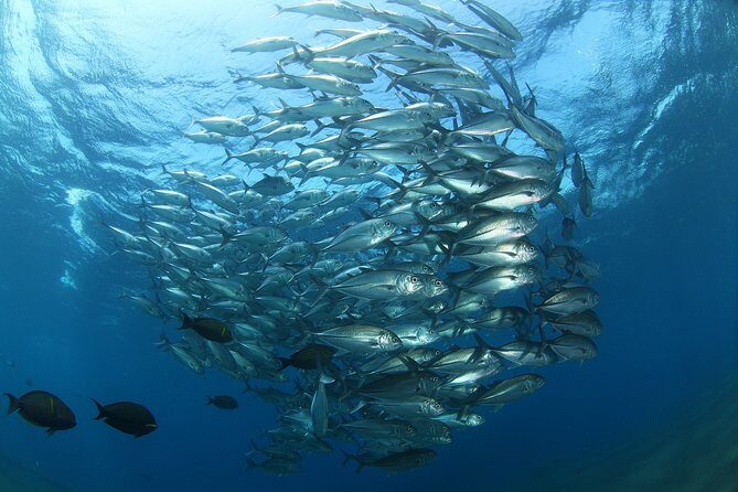 Snorkeling in Menjangan Marine Park - Discover abundant marine life of Pemuteran - Price and value: what you’re really paying for