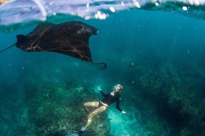 Snorkeling Manta Ray in Nusa Lembongan - Manta rays in Nusa Lembongan: what a 2-hour snorkel really delivers
