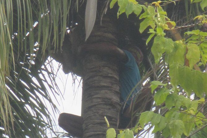 Snorkeling & Trekking at West Bali National Park - Day 2: Jayaprana & Layon Sari temple sights, then monsoon forest walking