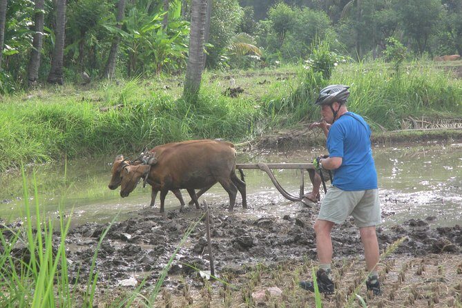 Snorkeling & Trekking at West Bali National Park - Price and value: what $65 gets you (and why it’s not just about snorkeling)