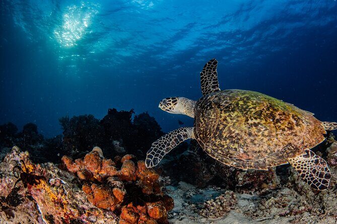 Snorkeling Trip to Menjangan Island - The Boat Ride From Pemuteran Beach (And Why It Matters)