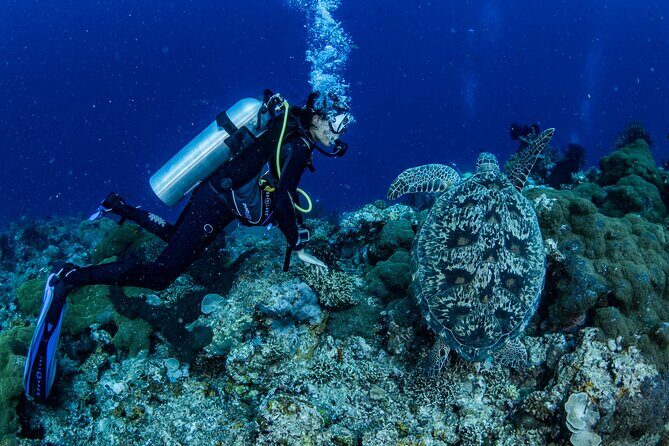 Snorkeling Trip to Menjangan Island - Comfort Details: Who This Trip Fits Best