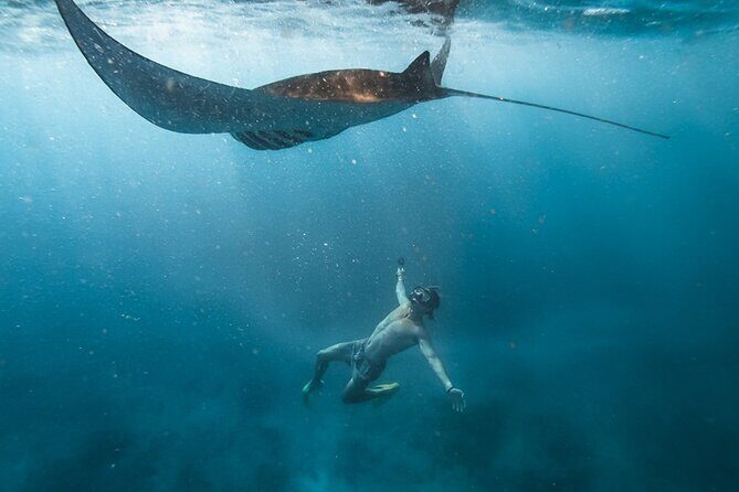 Snorkeling with Manta Rays in Their Habitat with Manta Point - Key highlights at a glance