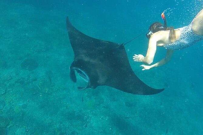 Snorkeling with Manta Rays in Their Habitat with Manta Point - Why Manta Point is the whole reason to come