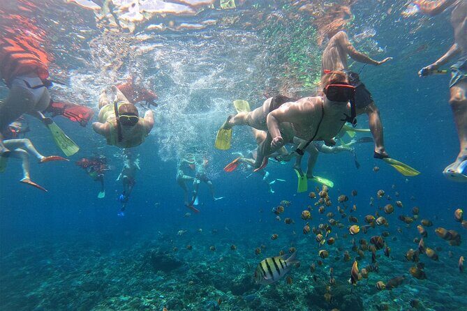 Snorkeling with Manta Rays in Their Habitat with Manta Point - Who this manta ray snorkel tour suits best