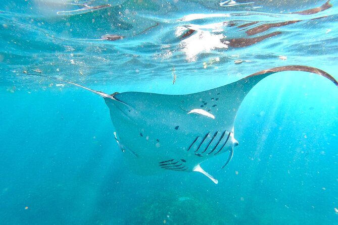 Snorkeling with Manta Rays in Their Habitat with Manta Point - The boat ride from Banjar Nyuh Harbor and what your 3 hours really mean