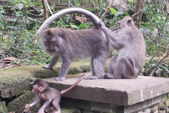 Tanah Lot And Ubud - Full Day Private Tour - A private day that strings together Ubud and Tanah Lot