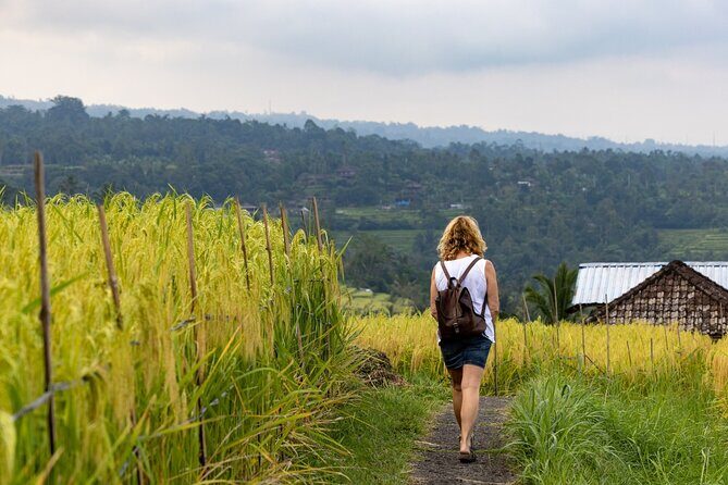Tanah Lot, Jatiluwih Rice Terrace and Waterfall Day Tour - Price and value: $90.54 per group up to 5, plus entrance fees