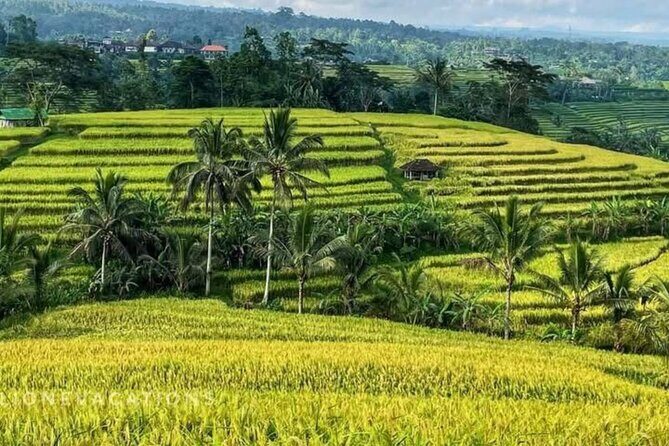 Tanah Lot, Jatiluwih Rice Terrace and Waterfall Day Tour - Jatiluwih Rice Terrace (UNESCO): wide views, real walking time, and good photo angles