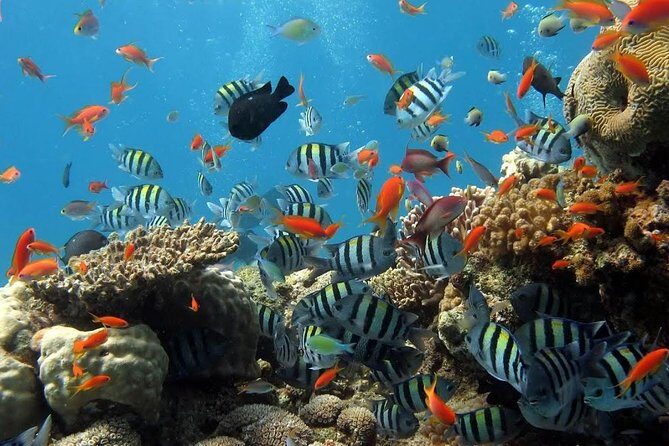 The Best 2-point Snorkeling in Padangbai: Blue lagoon and Tanjung jepun - Blue Lagoon at 10:00 am: better reef visibility, but mind the waste