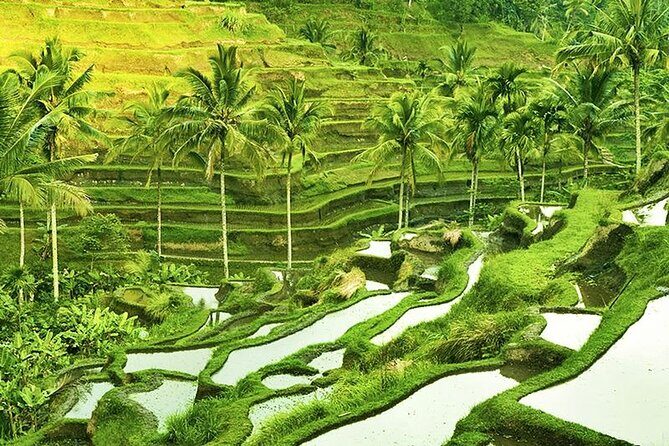 The Popular Of Ubud Private Day Tour - Why this Ubud private loop makes sense for first-timers