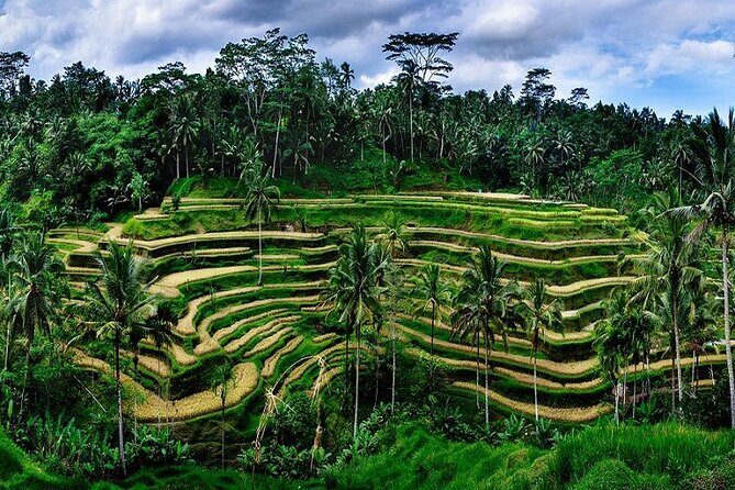 The Popular Of Ubud Private Day Tour - Stop 2: Tegalalang Rice Terrace for cliff views and practical shoe advice