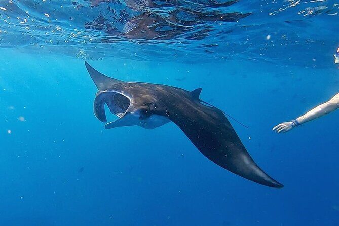 Three Islands Snorkeling (3 Spots) Manta Rays - From Lembongan - Gear, the Underwater Camera, and Snorkeling That Fits Non-Swimmers