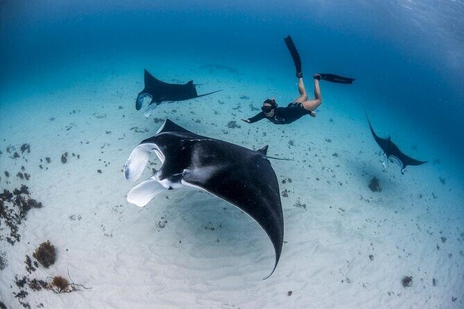 Three Islands Snorkeling (3 Spots) Manta Rays - From Lembongan - Stop-by-Stop: Manta Bay, Crystal Bay, Gamat Bay, Mangrove Point