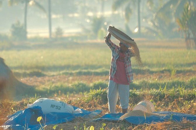 Trekking and Sightseeing tour with lunch - Taro village and Delodsema time near Tegallalang: your first taste of real daily Bali