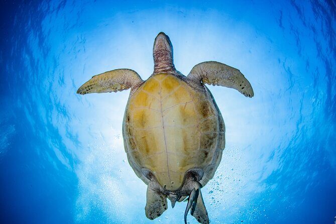 Try Dive Program in the Biorock Pemuteran - The underwater part: short timing, real wildlife payoff