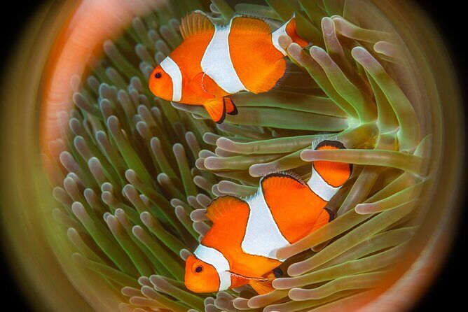Try Dive Program in the Biorock Pemuteran - How Karang Divers Bali runs check-in without turning it into a hassle