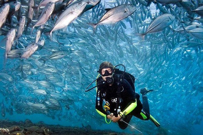 Tulamben Diving Tour Shipwreck USS Bali - Price and value: what $102.57 buys you in a full day