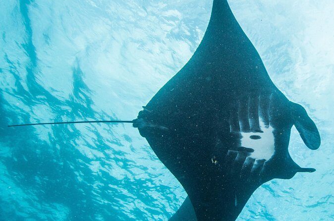 Two fun dives morning trip (Certified Divers only) - What you’re actually seeing around Nusa Penida