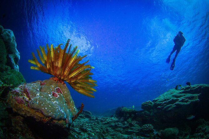 Two fun dives morning trip (Certified Divers only) - Safety and guidance: certified leadership, not guesswork