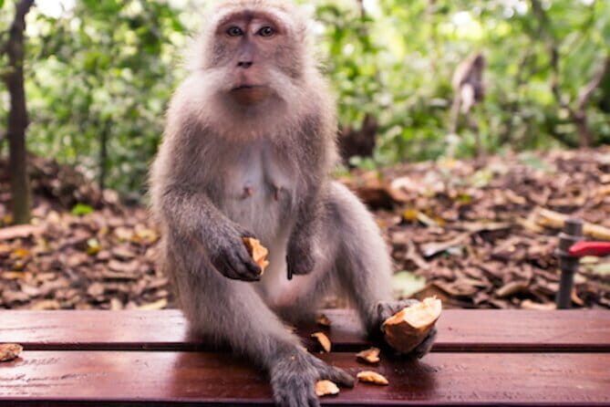 Ubud 1 Day Tour (Private & All-Inclusive) - Key highlights you’ll feel right away