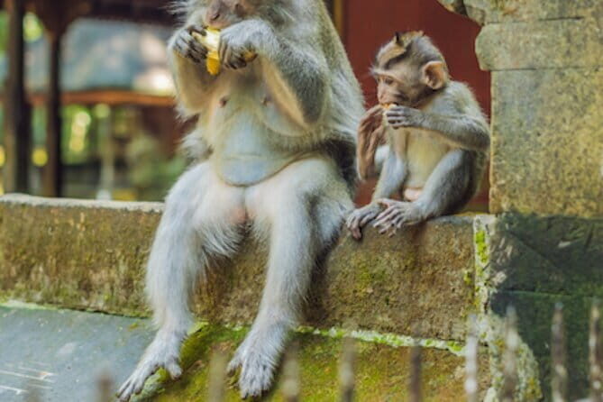 Ubud 1 Day Tour (Private & All-Inclusive) - Value check: $48.61 and where the money goes