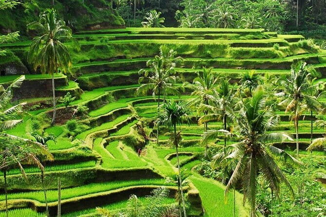 Ubud 1 Day Tour (Private & All-Inclusive) - Tirta Empul Temple: the sacred spring water stop that slows you down