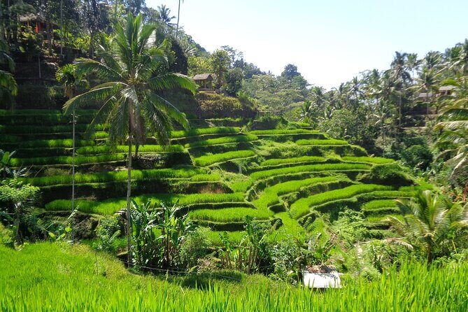 Ubud ATV ride Adventure and water rafting - Price and value: is $32 really a good deal?