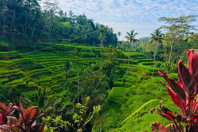 Ubud Best Tour - Monkey Forest Sanctuary: see wildlife, but play it smart