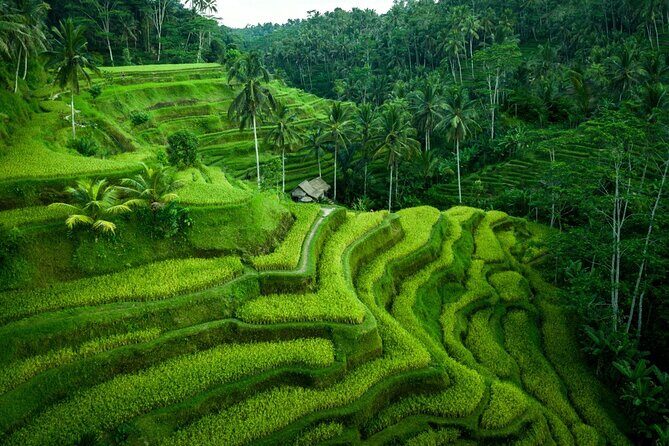 Ubud Countryside Tour: Campuhan Ridge Walk and Rice Terrace - Campuhan Ridge Walk: easy trail, big rewards