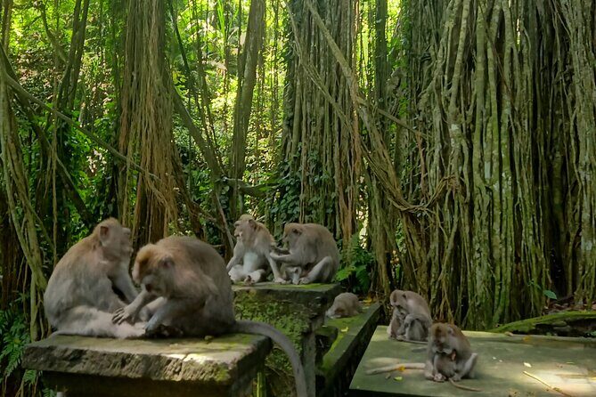 Ubud Guided Tour Monkey Forest, Waterfall, Temple & Rice Terrace. - Sacred Monkey Forest Sanctuary: how to stay safe and get great shots