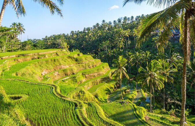 Ubud Hidden Waterfalls and Rice Terrace Tours - Ubud’s 3 Waterfalls + Rice Terrace Plan in One Day