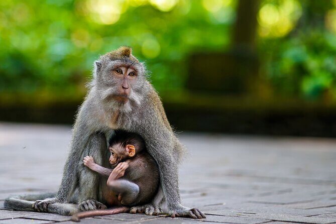 Ubud Highlight: Best of Ubud Private Day Tour with Local Guide - A Full Day of Ubud Icons With a Real Local Guide
