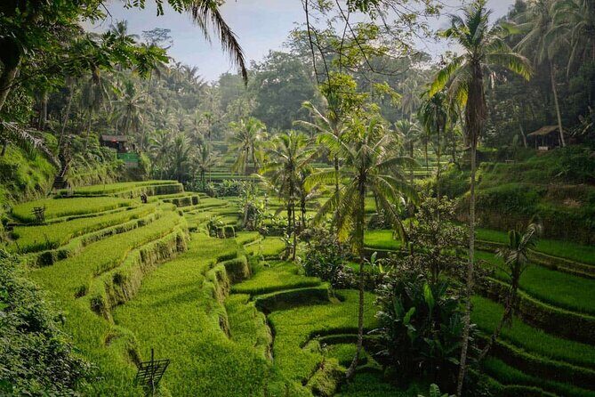 Ubud Highlight: Best of Ubud Private Day Tour with Local Guide - Tegalalang Rice Terrace and the Subak Irrigation System Views