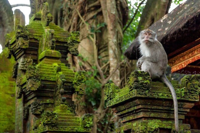 Ubud Highlights Rice Terraces, Temple, Waterfall & Monkeys forest - Price and Logistics: Is $27.37 Worth It?